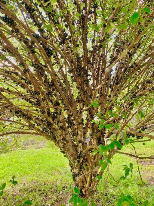 Puna Zen Botanical Garden Retreat 凯阿奥 外观 照片