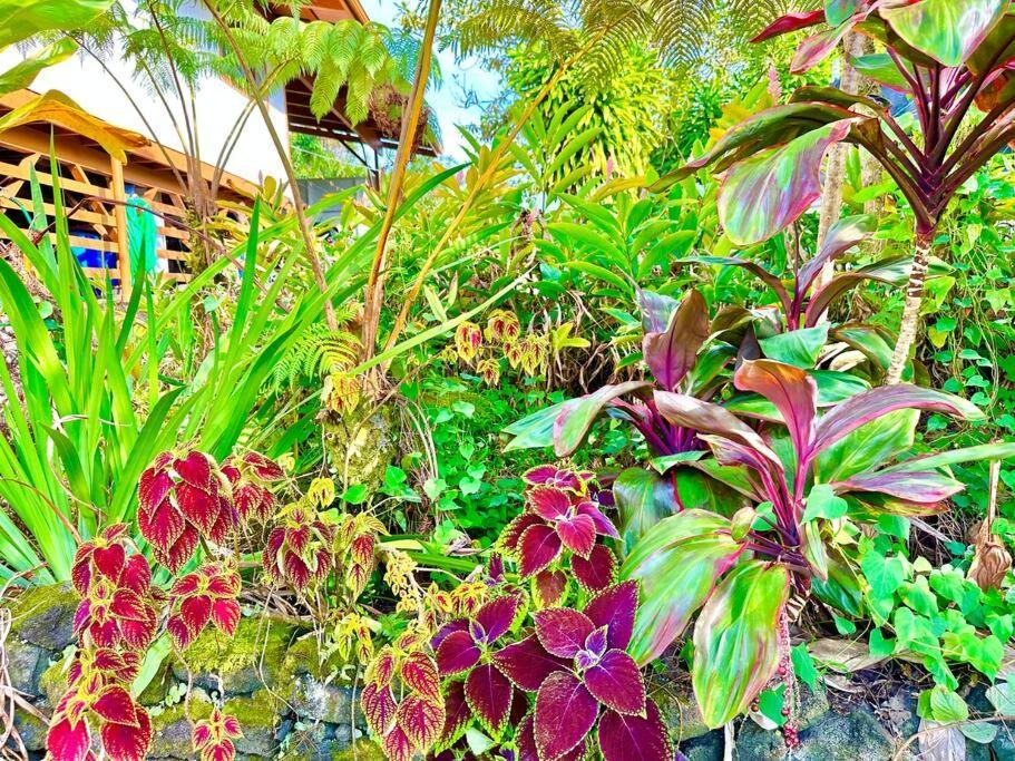 Puna Zen Botanical Garden Retreat 凯阿奥 外观 照片